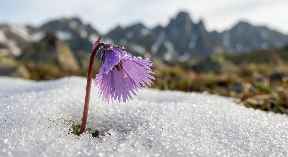 Flore délicate des Alpes en Haute-Savoie Flore alpine printanière à proximité du Lac de Peyre