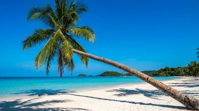 Palmier incliné sur la plage de sable blanc à Phu Quoc, Vietnam.